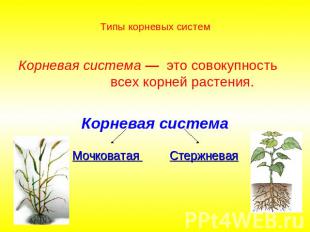 Типы корневых систем Корневая система — это совокупность всех корней растения.Ко