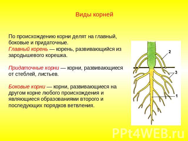 Виды корней По происхождению корни делят на главный, боковые и придаточные.Главный корень — корень, развивающийся из зародышевого корешка. Придаточные корни — корни, развивающиеся от стеблей, листьев. Боковые корни — корни, развивающиеся на другом к…