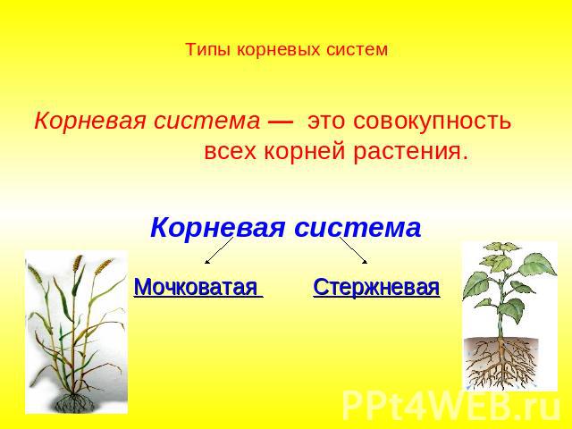 Типы корневых систем Корневая система — это совокупность всех корней растения.Корневая система