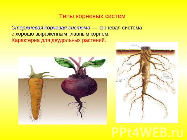 Типы корневых систем Стержневая корневая система — корневая система с хорошо выраженным главным корнем. Характерна для двудольных растений.