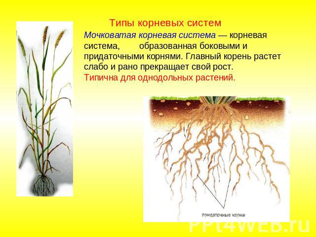 Типы корневых систем Мочковатая корневая система — корневая система, образованная боковыми и придаточными корнями. Главный корень растет слабо и рано прекращает свой рост. Типична для однодольных растений.
