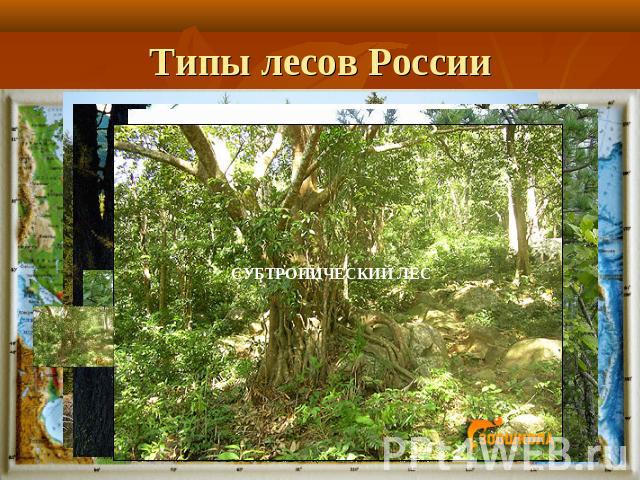 Типы лесов России СУБТРОПИЧЕСКИЙ ЛЕС