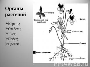 Органы растений Корень;Стебель;Лист;Побег;Цветок.