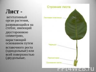 Лист - вегетативный орган растения, развивающийся на стебле, имеющий двусторонню