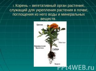 I. Корень – вегетативный орган растения, служащий для укрепления растения в почв