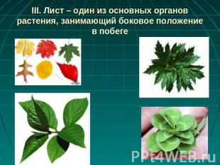 III. Лист – один из основных органов растения, занимающий боковое положение в по
