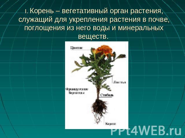 I. Корень – вегетативный орган растения, служащий для укрепления растения в почве, поглощения из него воды и минеральных веществ.