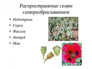 Распространение семян саморазбрасыванием НедотрогаГорохФасольАкацияМак