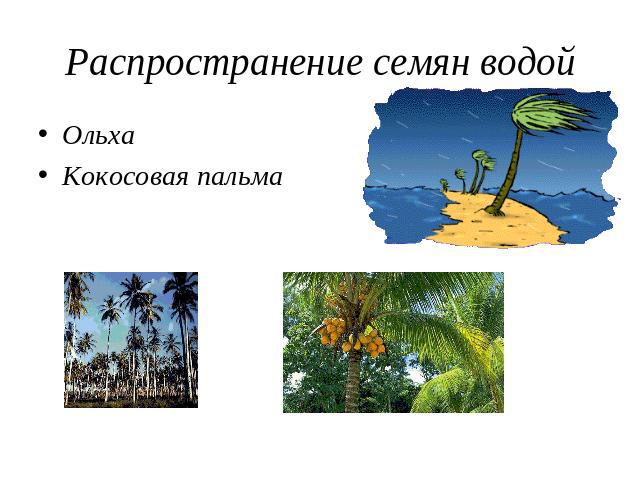 Распространение семян водой ОльхаКокосовая пальма