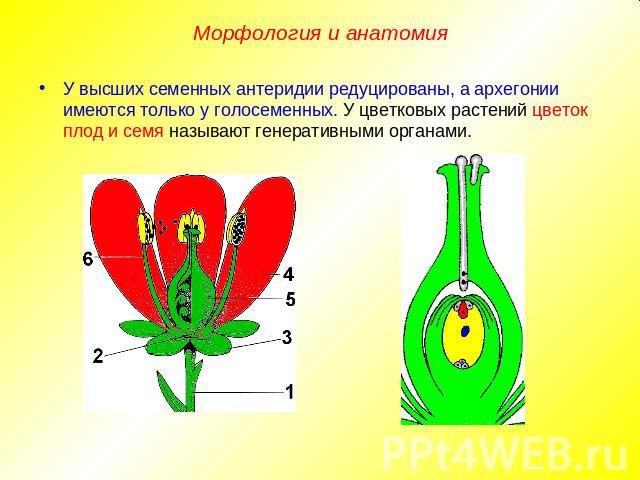 Морфология и анатомияУ высших семенных антеридии редуцированы, а архегонии имеются только у голосеменных. У цветковых растений цветок, плод и семя называют генеративными органами.