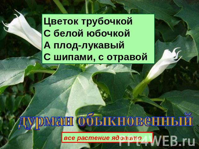 Цветок трубочкойС белой юбочкойА плод-лукавыйС шипами, с отравой дурман обыкновенный