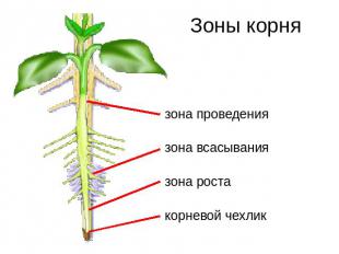 Зоны корня зона проведениязона всасываниязона ростакорневой чехлик