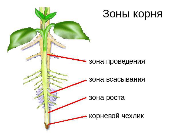 Зоны корня зона проведениязона всасываниязона ростакорневой чехлик