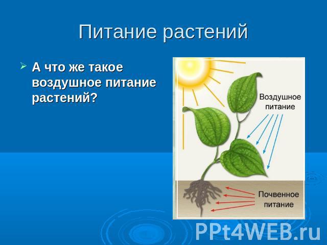 Питание растений А что же такое воздушное питание растений?
