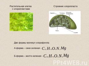 Растительная клетка с хлоропластамиСтроение хлоропластаДве формы молекул хлорофи