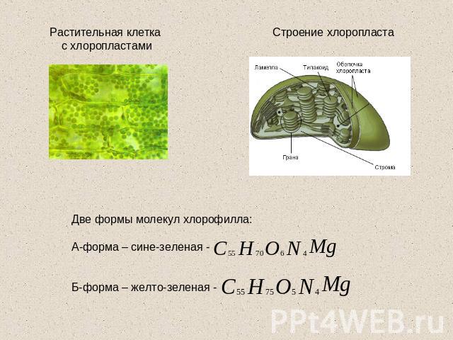 Растительная клетка с хлоропластамиСтроение хлоропластаДве формы молекул хлорофилла:А-форма – сине-зеленая -Б-форма – желто-зеленая -