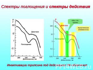 Спектры поглощения и спектры действия Инактивации трипсина под действием УФ-облу