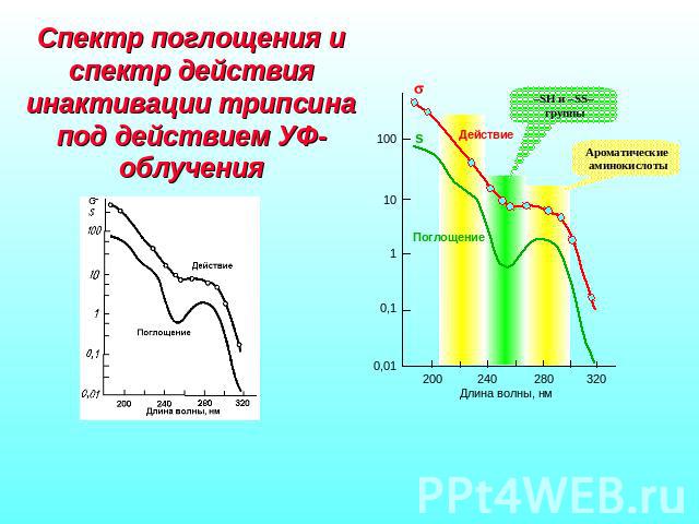 Спектр поглощения и спектр действия инактивации трипсина под действием УФ-облучения