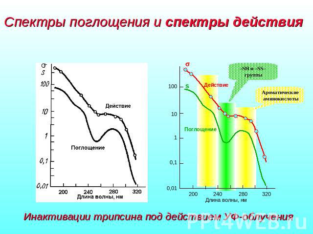 Спектры поглощения и спектры действия Инактивации трипсина под действием УФ-облучения