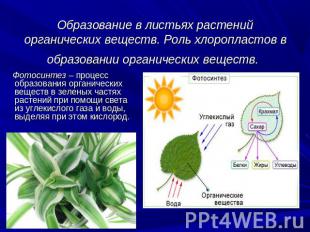 Образование в листьях растений органических веществ. Роль хлоропластов в образов