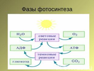 Фазы фотосинтеза