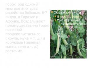 Горох род одно- и многолетних трав семейства бобовых. 6-7 видов, в Евразии и Афр