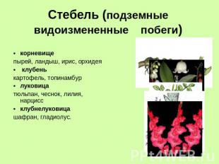 Стебель (подземные видоизмененные побеги) корневище пырей, ландыш, ирис, орхидея