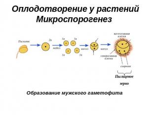 Оплодотворение у растений Микроспорогенез Образование мужского гаметофита