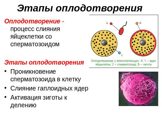 Этапы оплодотворения Оплодотворение - процесс слияния яйцеклетки со сперматозоидомЭтапы оплодотворенияПроникновение сперматозоида в клеткуСлияние гаплоидных ядерАктивация зиготы к делению