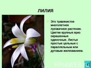 лилия Это травянистое многолетнее луковичное растение. Цветки крупные ярко окраш