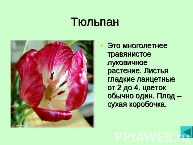 Тюльпан Это многолетнее травянистое луковичное растение. Листья гладкие ланцетные от 2 до 4. цветок обычно один. Плод – сухая коробочка.