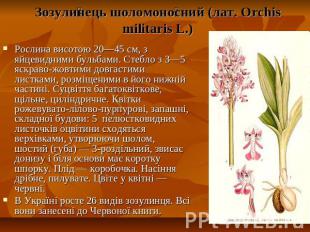 Зозулинець шоломоносний (лат. Orchis militaris L.) Рослина висотою 20—45 см, з я