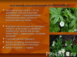 зозулинець рідкоквітковий (Orchis laxiflora) Багаторічна рослина 8—25 см заввишк