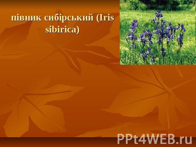 півник сибірський (Iris sibirica)