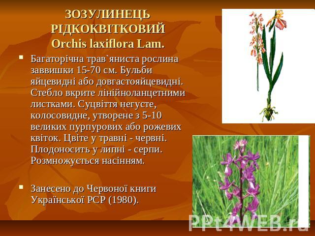 ЗОЗУЛИНЕЦЬ РІДКОКВІТКОВИЙOrchis laxiflora Lam. Багаторічна трав`яниста рослина заввишки 15-70 см. Бульби яйцевидні або довгастояйцевидні. Стебло вкрите лінійноланцетними листками. Суцвіття негусте, колосовидне, утворене з 5-10 великих пурпурових або…