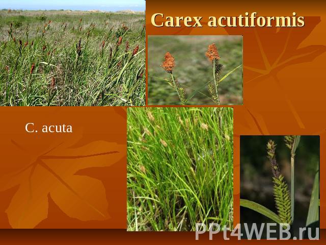 Carex acutiformis C. acuta