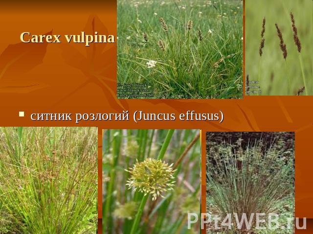 Carex vulpina ситник розлогий (Juncus effusus)