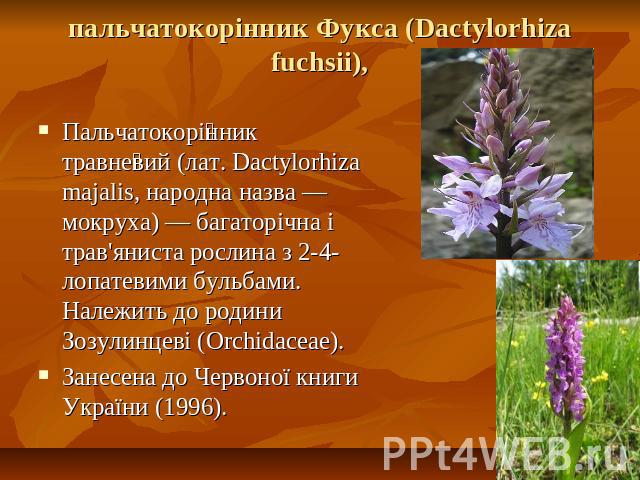 пальчатокорінник Фукса (Dactylorhiza fuchsii), Пальчатокорінник травневий (лат. Dactylorhiza majalis, народна назва — мокруха) — багаторічна і трав'яниста рослина з 2-4-лопатевими бульбами. Належить до родини Зозулинцеві (Orchidaceae).Занесена до Че…