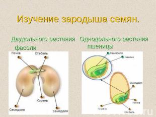 Изучение зародыша семян. Двудольного растения фасоли Однодольного растения пшени