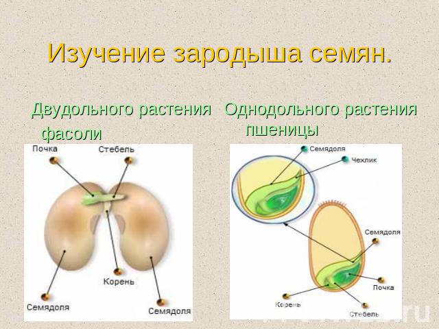 Изучение зародыша семян. Двудольного растения фасоли Однодольного растения пшеницы