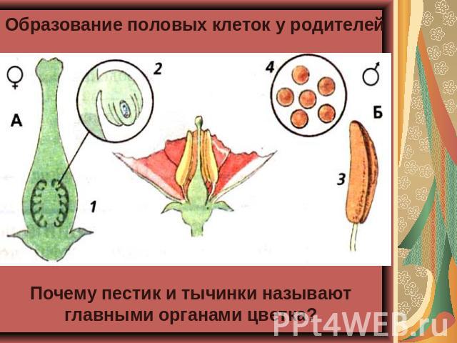 Образование половых клеток у родителей Почему пестик и тычинки называют главными органами цветка?