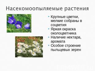 Насекомоопыляемые растения Крупные цветки, мелкие собраны в соцветияЯркая окраск