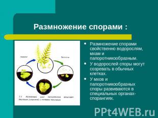 Размножение спорами : Размножение спорами свойственно водорослям, мхам и папорот