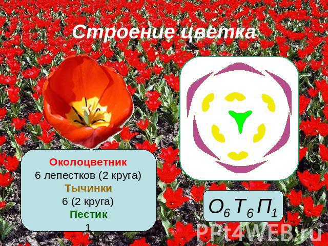 Строение цветка Околоцветник6 лепестков (2 круга)Тычинки6 (2 круга)Пестик1