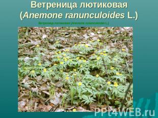 Ветреница лютиковая (Anemone ranunculoides L.)
