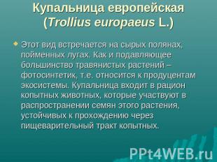 Купальница европейская (Trollius europaeus L.) Этот вид встречается на сырых пол