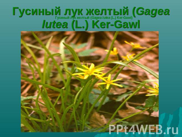 Гусиный лук желтый (Gagea lutea (L.) Ker-Gawl