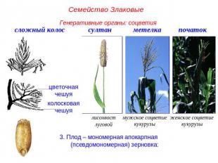 Семейство ЗлаковыеГенеративные органы: соцветия3. Плод – мономерная апокарпная (