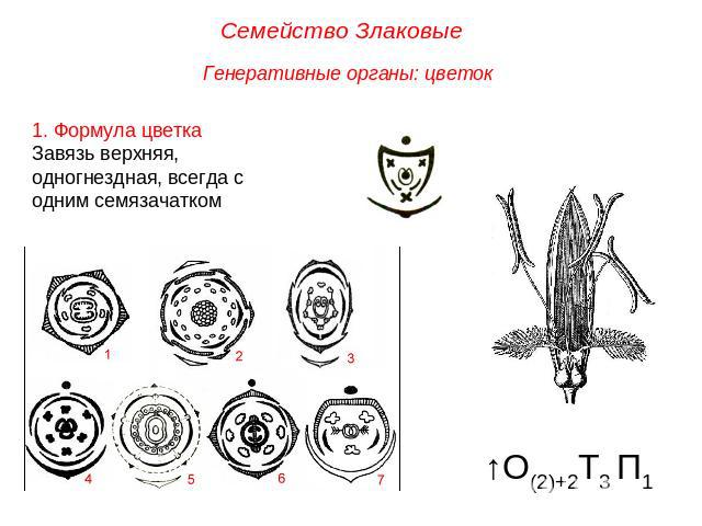 Семейство Злаковые Генеративные органы: цветок1. Формула цветка Завязь верхняя, одногнездная, всегда с одним семязачатком