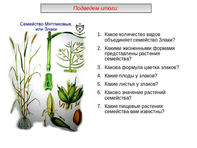 Подведем итоги:Какое количество видов объединяет семейство Злаки?Какими жизненными формами представлены растения семейства?Какова формула цветка злаков?Какие плоды у злаков?Какие листья у злаков?Каково значение растений семейства?Какие пищевые расте…